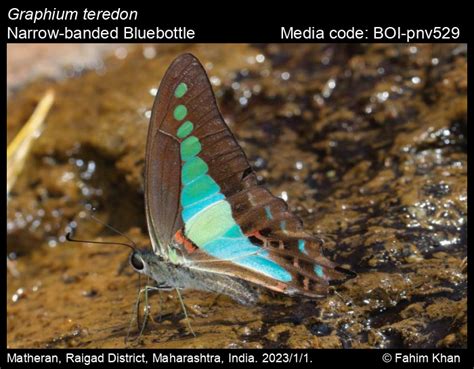 Graphium teredon | Butterfly