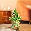 Nurturing Green® 2-Layer Lucky Bamboo Plant in Glass Pot (4 Inch ...