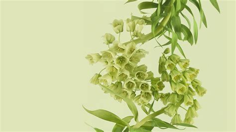 Android 12 Wallpaper 的图像结果