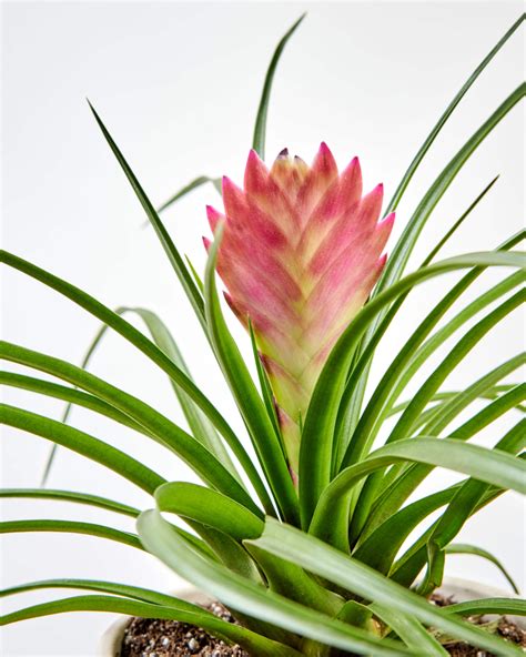 Bromeliad 101: How to Care for Bromeliads | Bloomscape