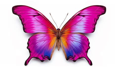 Image result for Buterfly Side View