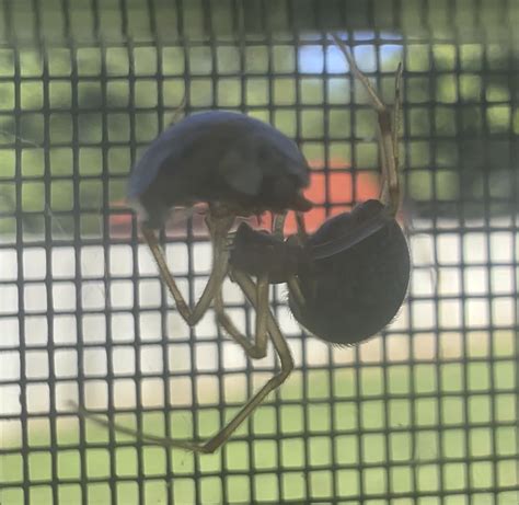 Triangulate cobweb spider feeding : r/spiders