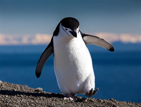Penguin Looking Bird
