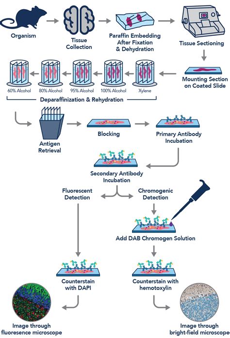 Immunohistochemistry Overview | Proteintech Group