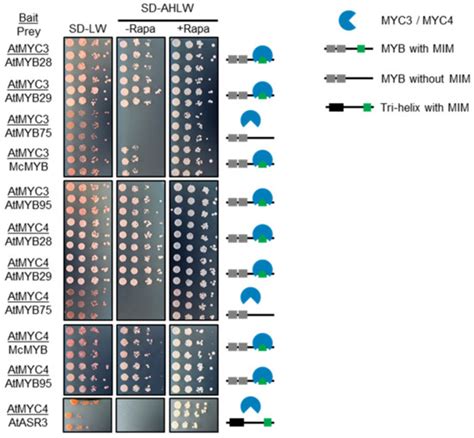 Evolution of A bHLH Interaction Motif