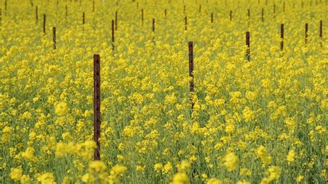 Tracing the footsteps of aphids to save India’s mustard crops ...