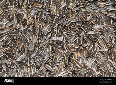 Image result for How Do They Shell Sunflower Seeds