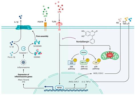 Nordalbergin Exerts Anti-Neuroinflammatory Effects by Attenuating MAPK ...