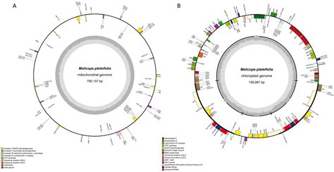 De Novo Assembly of First Mitochondrial Genome in Melicope pteleifolia ...