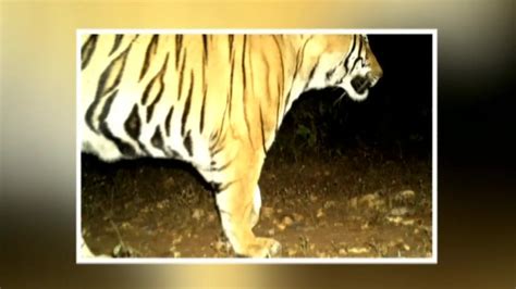 Tiger covers over 1000 km to establish new territory in Odisha
