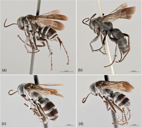 Ctenostegus hansoni sp. nov., a new species of spider wasp endemic to Lord Howe Island ...