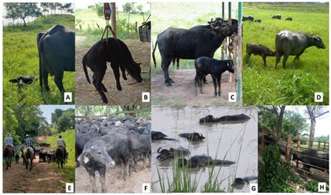 Animals | Special Issue : The Water Buffalo (Bubalus bubalis)