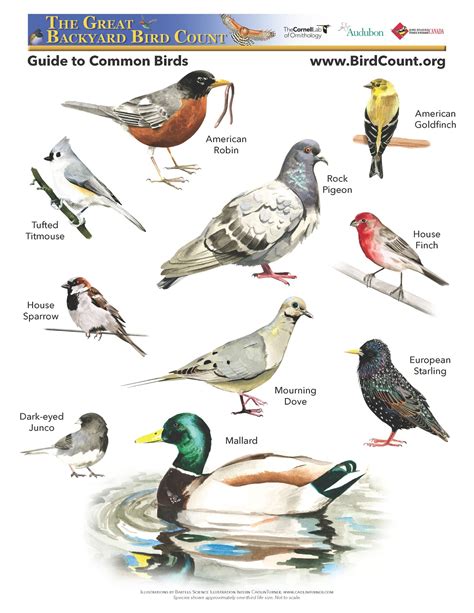 Types of song birds - herymortgage