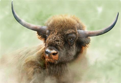 Bison latifrons (a.k.a. the long-horned bison) is an extinct species ...