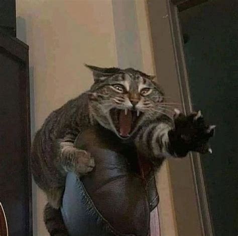 Nooooo Cat Memes NOOOOO 😭😭😭 :3, Follow