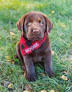 Image result for Cute Puppies Screensaver