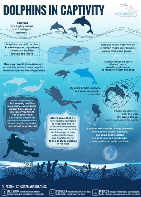 Dolphins Infographic - Voiceless