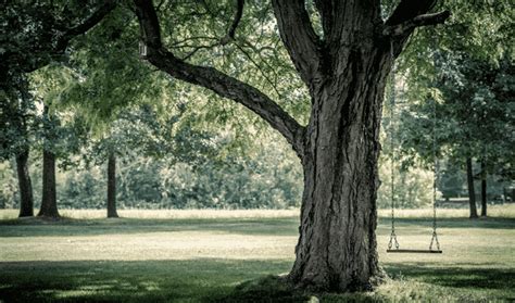 Image result for Using Family Search