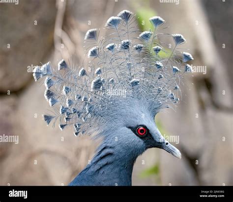 a portrait of a delicate Victoria Crowned Pigeon against soft focus rock background, Goura ...