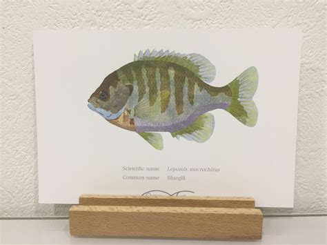 Lepomis macrochirus（Bluegill） Drawing Postcard | Osakanacraft