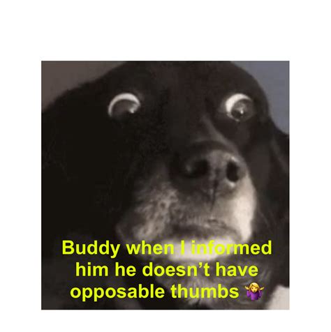 Surprised dog Animated Gif Maker - Piñata Farms - The best meme ...