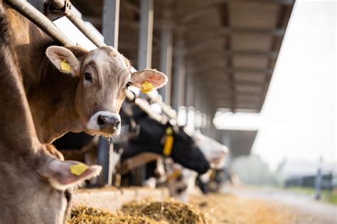 Curious cow looking to the camera at cattle farm | Premium Photo