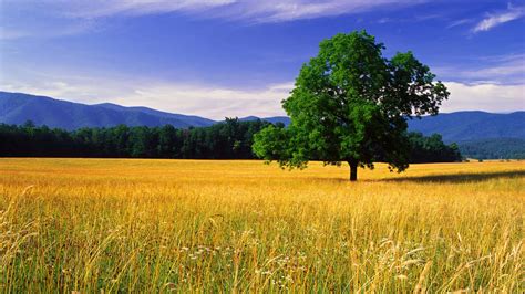 Nature Landscape Pictures 的图像结果