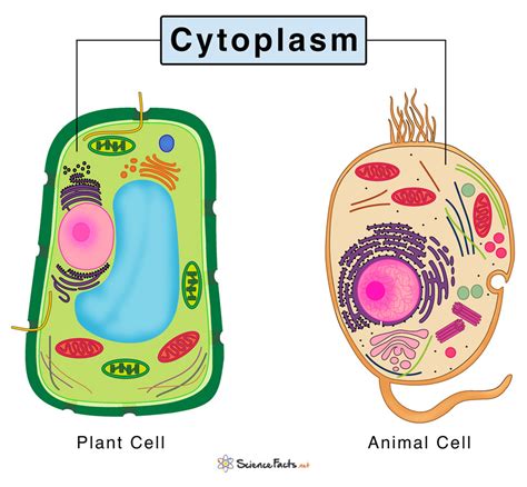 Image result for Structure and Function of Cytoplasm
