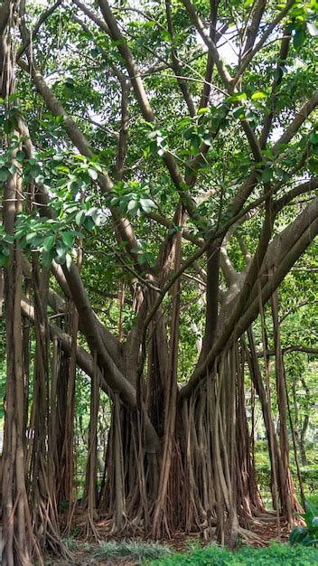 Banyan tree in hong kong. | Premium Photo