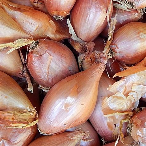 Shallot Seeds – Zebrune