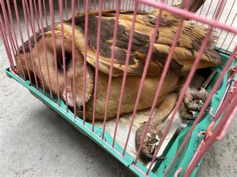 赣州一村民路边捡到怪异“大鸟” 竟是国家二级保护动物凤凰网江西_凤凰网