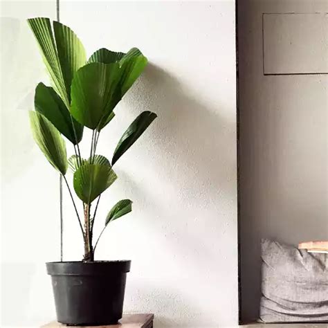 Buy Ruffled Fan Palm, Licuala (Pichodia) grandis - Nursery Nisarga