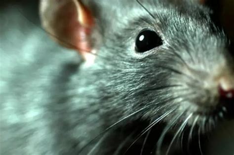 Rats Eat Woman's Dead Body At Morgue In Hyderabad Hospital; Police Yet ...