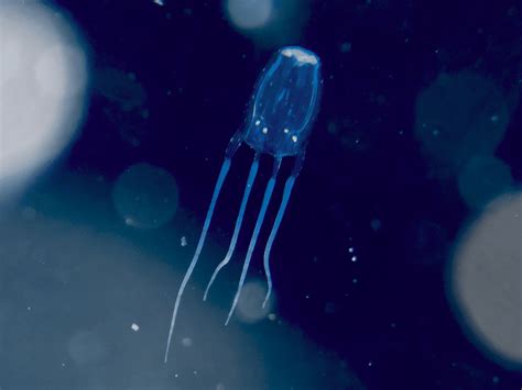 Box Jellyfish Pain Scale at Harriet Ridgeway blog
