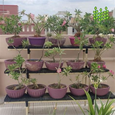 3Step (60x32x36 In.) Stand Model for Terrace Garden – HYOFarms India®