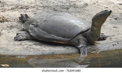 Image result for Spiny Soft Shell Turtle