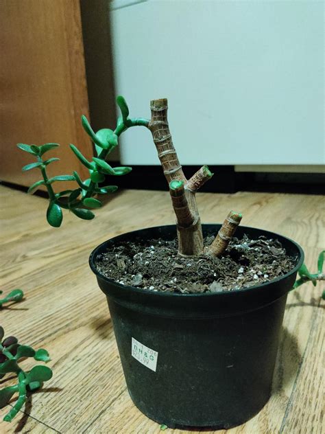 Can my jade plant survive this? It grew in such a way that I couldn't preserve any leaves, but ...