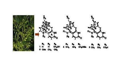 Lycodine-Type Alkaloids from Lycopodiastrum casuarinoides and Their ...