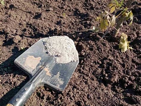 Какие растения очень любят золу: огородникам важно знать: новости ...