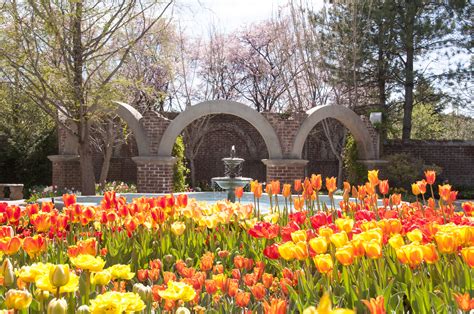 Tulip Festival