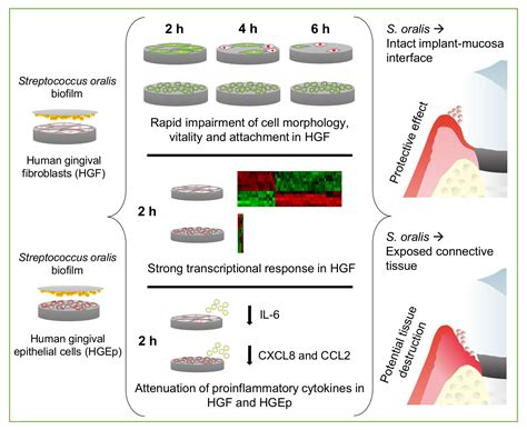In Vitro Effects of Streptococcus oralis Biofilm on Peri-Implant Soft ...