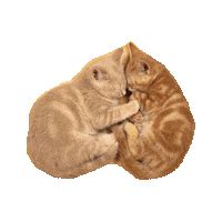 Image result for SQL vs NoSQL Ppt Presentation