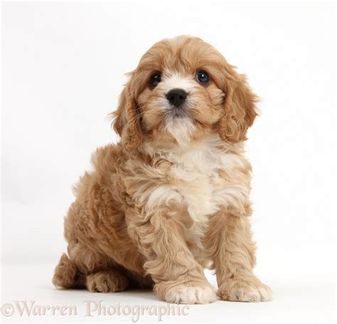 10 Week Old Cavapoo 的图像结果