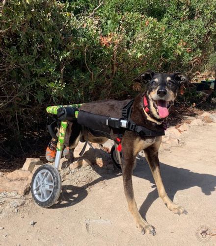 Adjustable Wheelchairs for Dogs – Oliver Pet Care Solutions Pvt Ltd