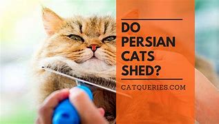 Image result for Miniature Persian Cat