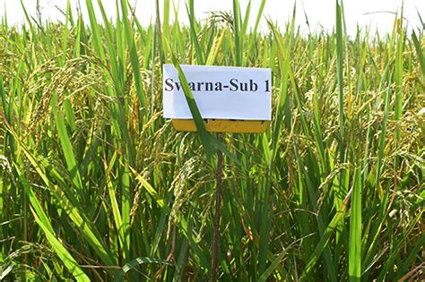 Welcome To RCSKB,Assam