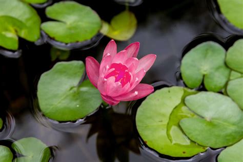 Water Lily: Indoor Plant Care & Growing Guide