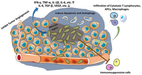 Recent Advances in Bacteria-Based Cancer Treatment