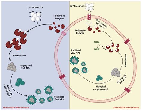Functionalized ZnO-Based Nanocomposites for Diverse Biological ...