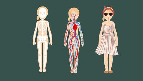 Image result for HTML CSS JavaScript Human Body Analogy